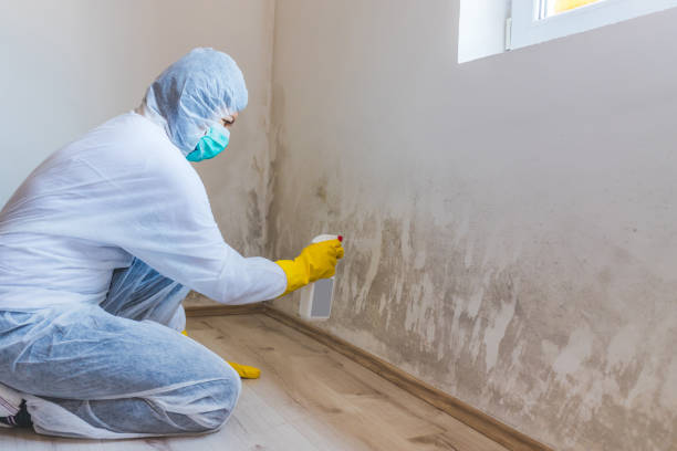 Licensed Mold Remediation service in Wharton, TX - 24 Hour Mold Removal